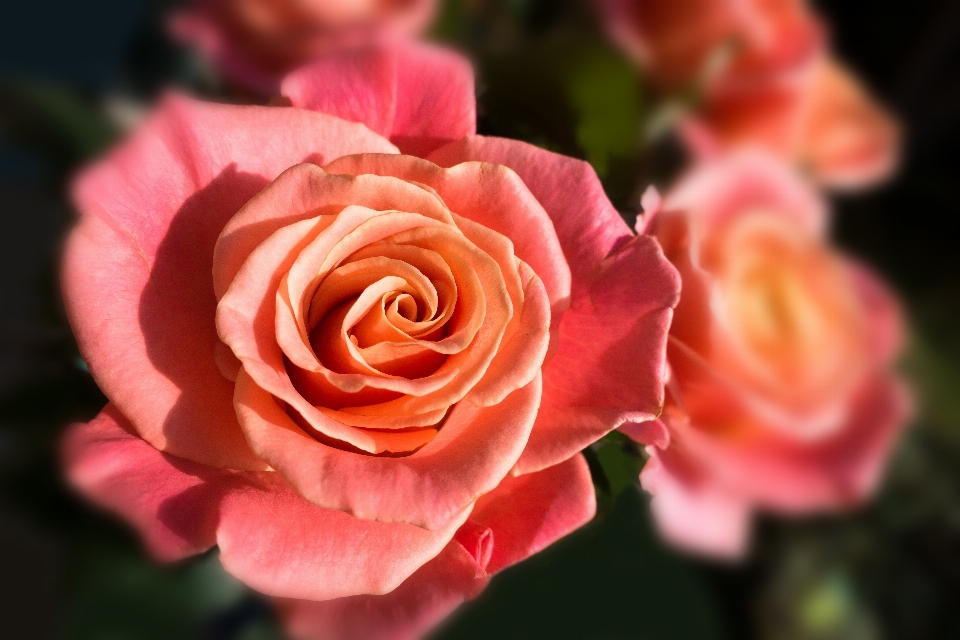 Natura fiore pianta petalo