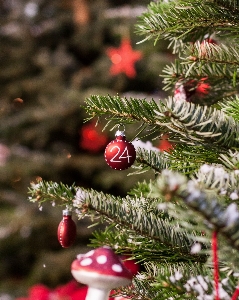 Tree branch plant red Photo