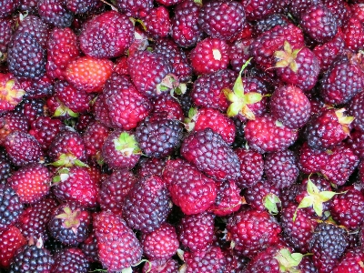 Plant raspberry fruit berry Photo