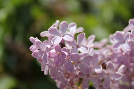 Nature blossom plant flower Photo