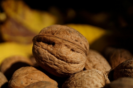 Natur anlage frucht stein Foto