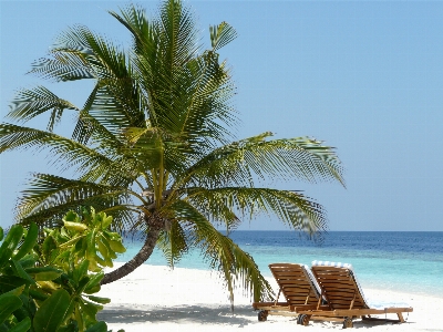 Beach sea coast tree Photo