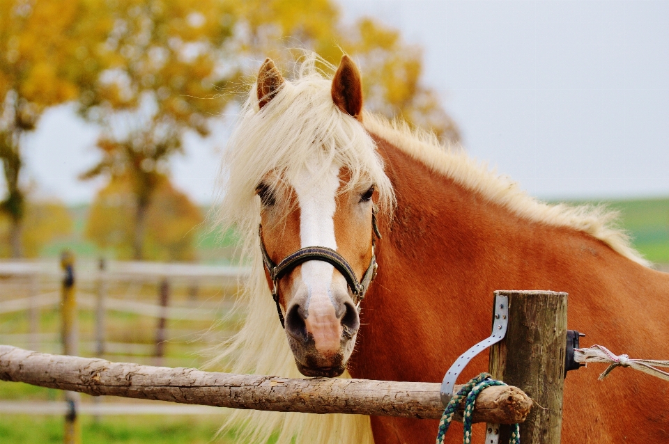 Prairie
 animal cheval automne