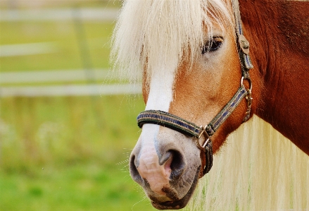 Meadow animal horse autumn Photo