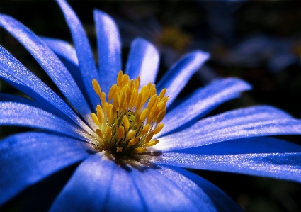 Nature blossom plant photography Photo