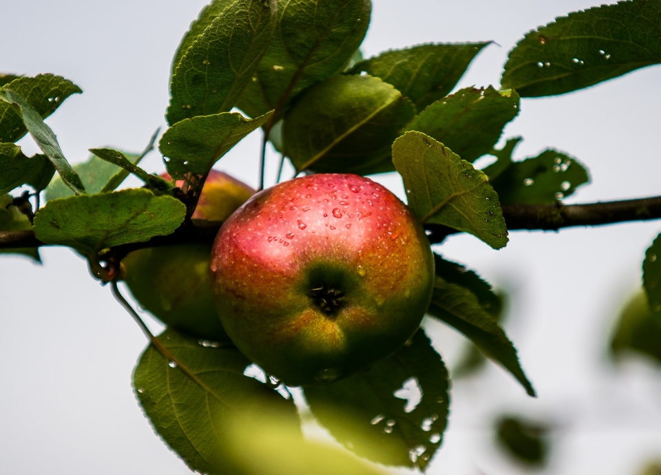 Apple ramo pianta frutta