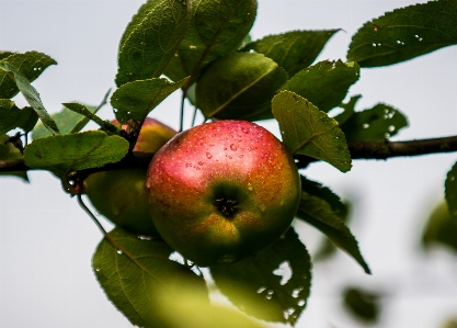 Apple branch plant fruit Photo