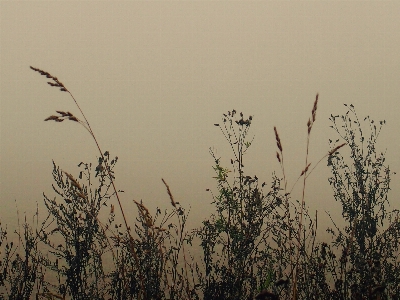 Landscape nature grass branch Photo