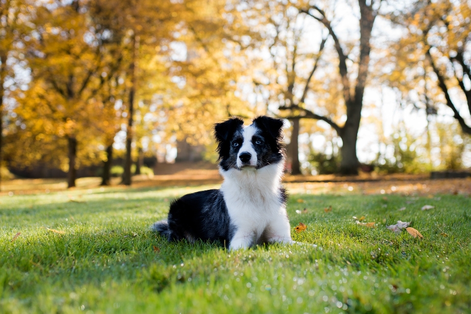 Meadow puppy dog mammal