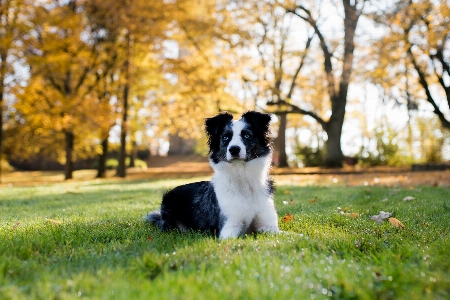 Meadow puppy dog mammal Photo