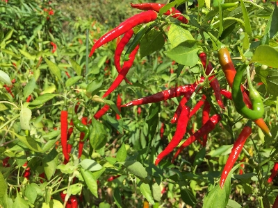 Foto Tanaman bidang buah bunga