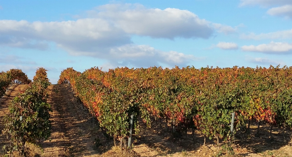 Arbre vignobles champ produire