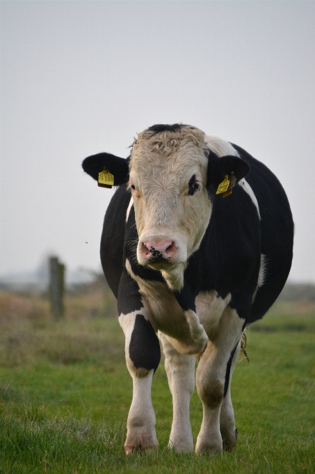 Meadow animal cute cow