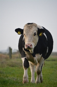 Meadow animal cute cow Photo