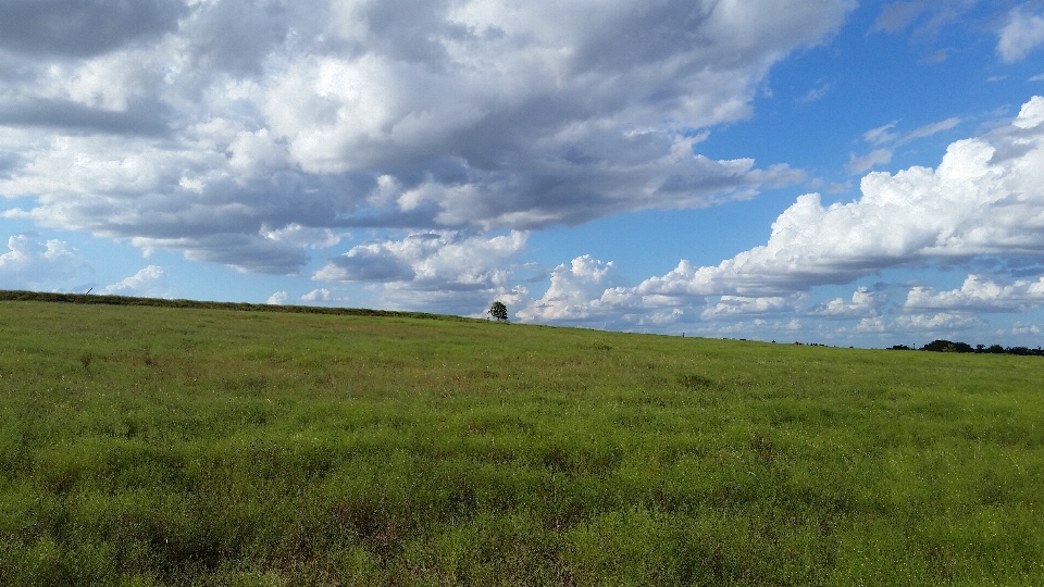 Paisagem árvore natureza grama