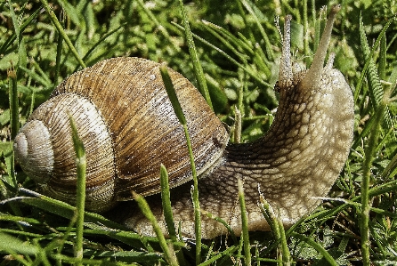 Foto Natura erba all'aperto prato
