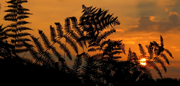 Tree nature grass horizon Photo