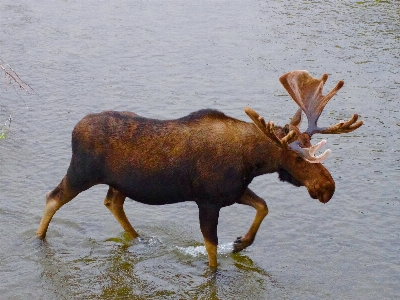 Natur tier männlich tierwelt Foto