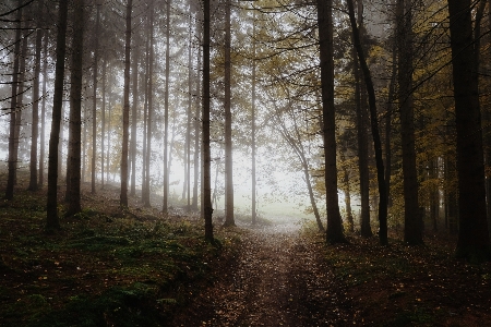 Landscape tree nature forest Photo