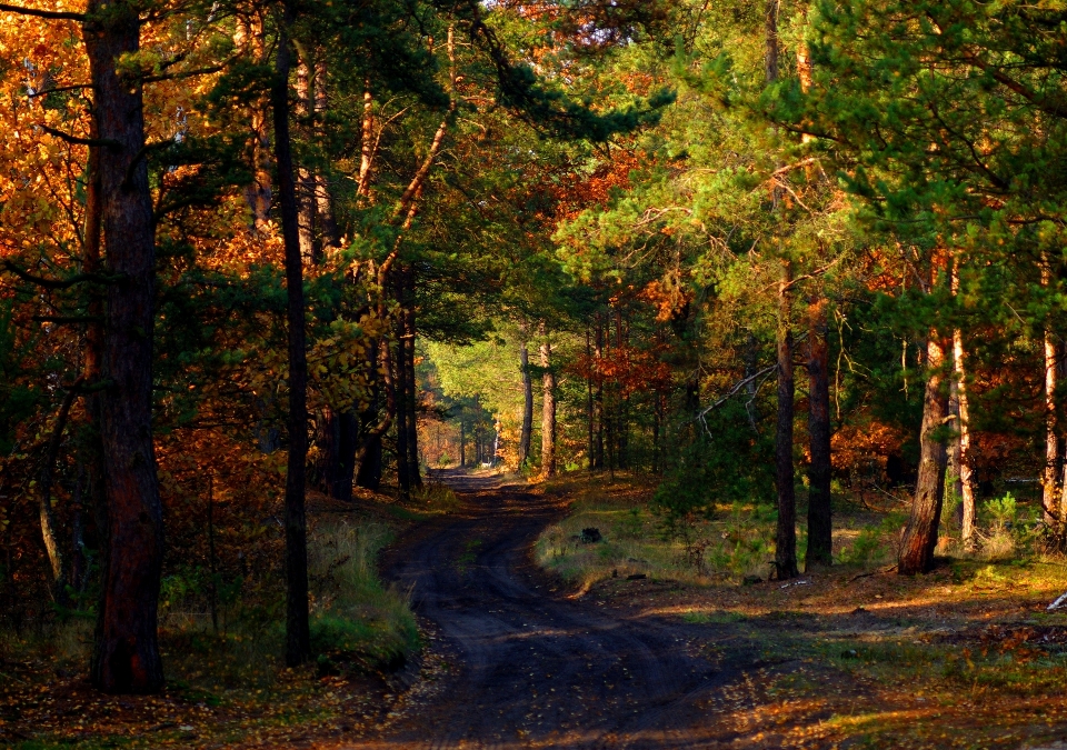 Landscape tree nature forest