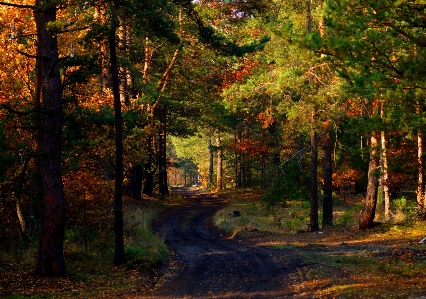 Landscape tree nature forest Photo