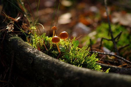 Tree nature forest grass Photo