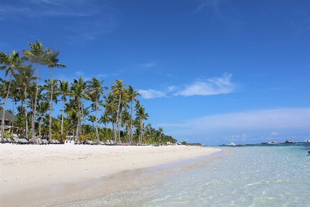 Strand meer küste baum Foto