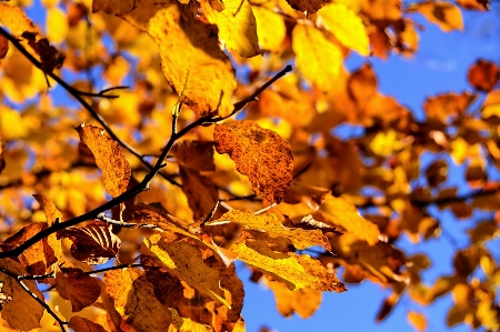 Landscape tree nature branch Photo