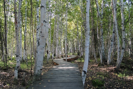 Tree nature forest path Photo