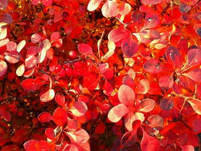 Tree branch plant leaf Photo