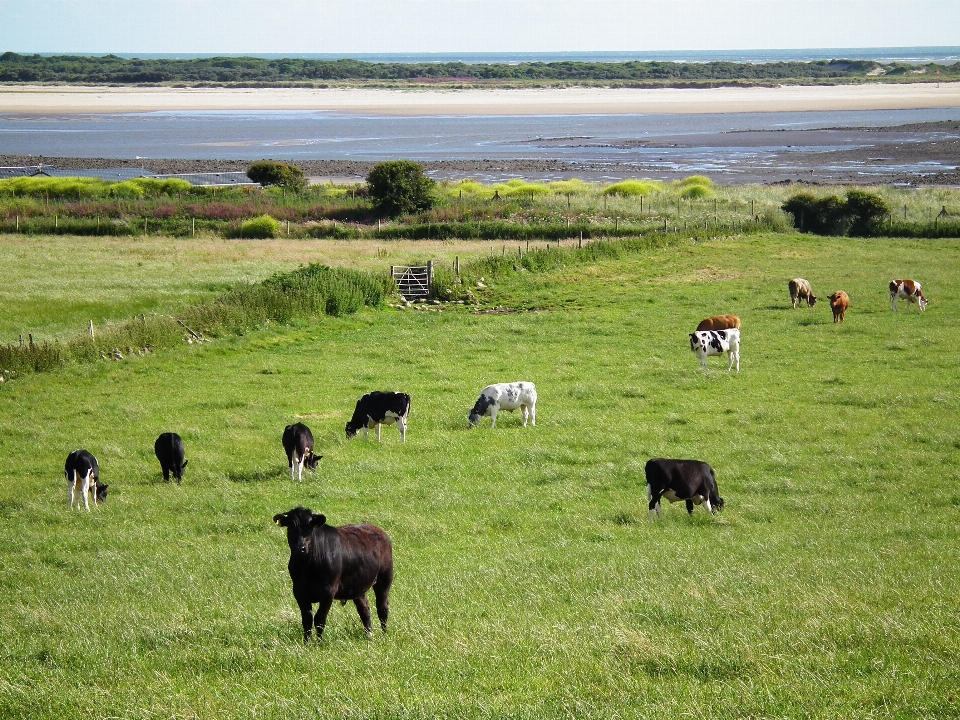 Paesaggio natura erba campo