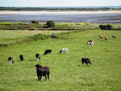 Landscape nature grass field Photo