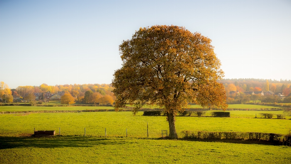 Landscape tree nature grass