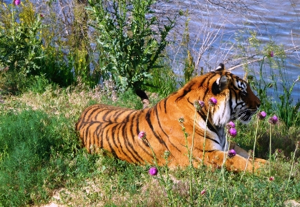 Water animal wildlife fur Photo