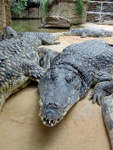 動物 野生動物 動物園 フット 写真