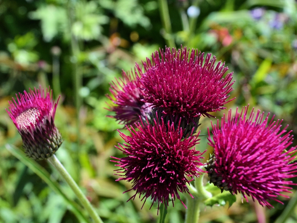 Natur anlage prärie
 blume