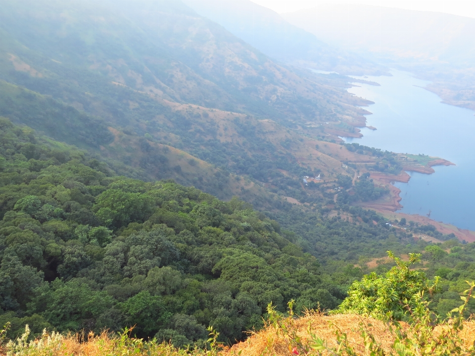 Landscape nature forest outdoor