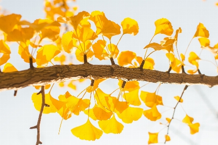 Tree branch plant sunlight Photo