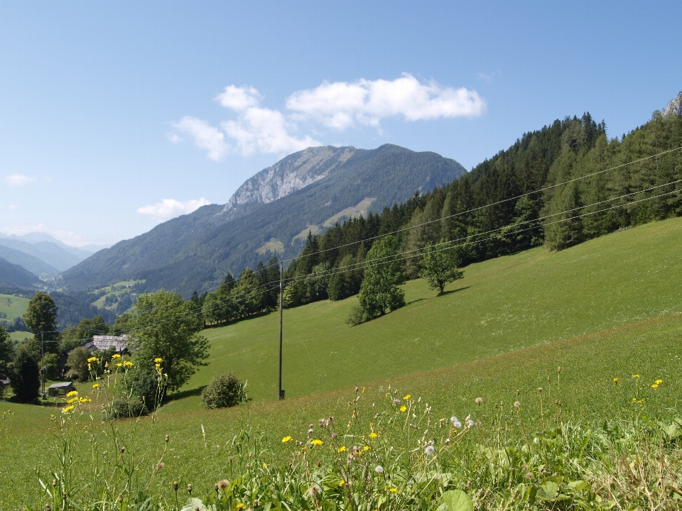 Paesaggio albero natura foresta