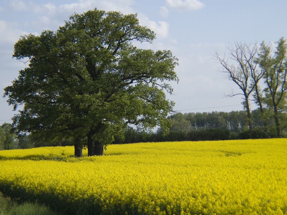 Paysage arbre nature usine