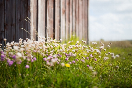 Nature grass blossom growth Photo