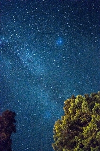 Tree nature glowing sky Photo