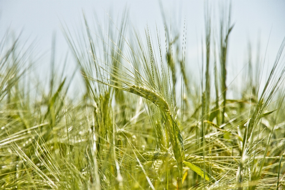 Grass outdoor growth plant