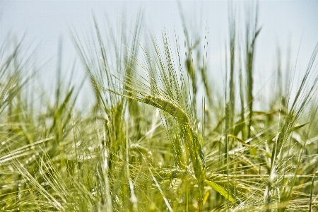 Grass outdoor growth plant Photo