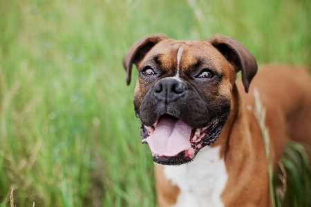 子犬 犬 動物 犬歯
 写真