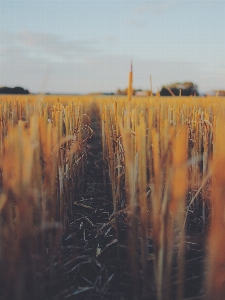 Landscape horizon sunset field Photo