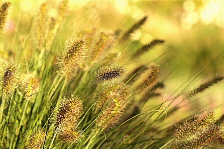 Grass branch plant field Photo