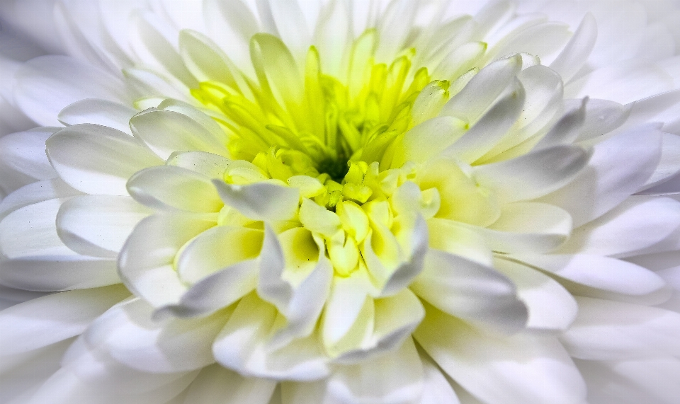 Nature blossom plant white