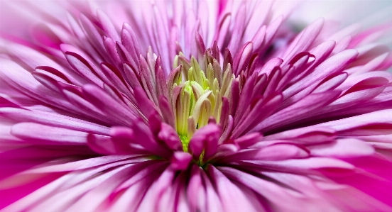 Nature blossom plant photography Photo