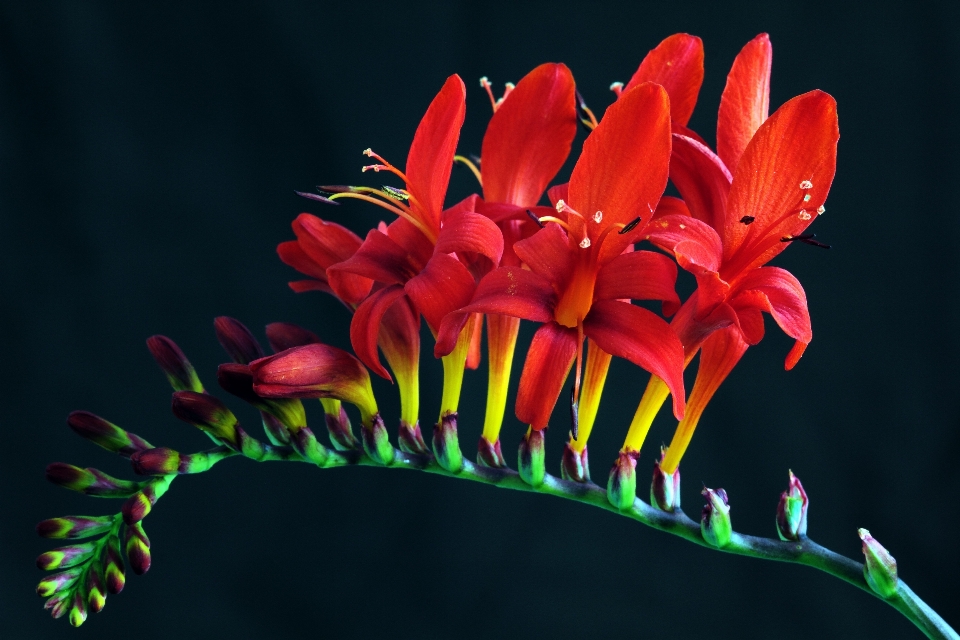 Nature outdoor blossom plant